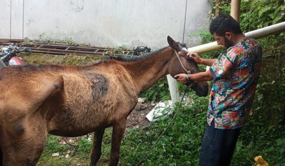 La policía de Carabineros intervino para salvar a un caballo que estaba siendo objeto de maltrato en Neira